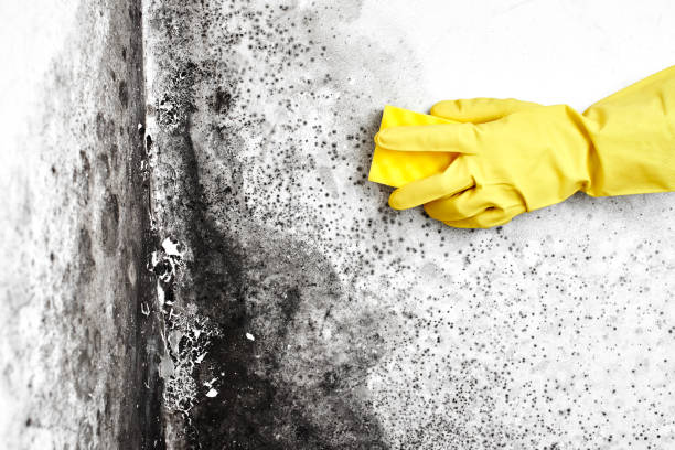 Why You Should Choose Our Mold Remediation Services in Orchards, WA